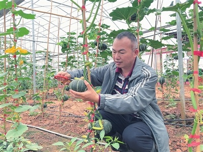 工人正在采摘贝贝南瓜。河源日报记者 张平 摄