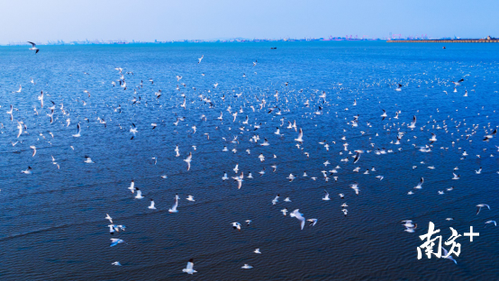 交椅湾千鸟翔集