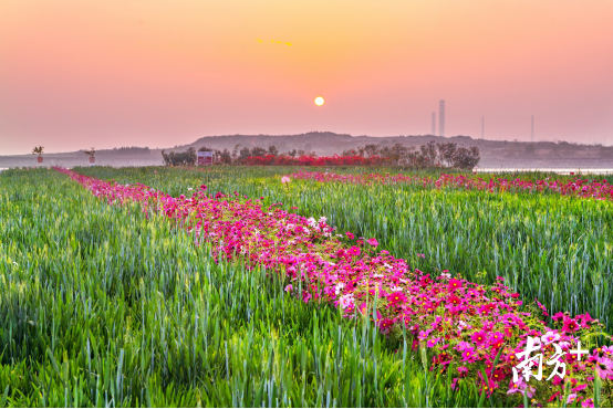 麦苗与格桑花交相辉映