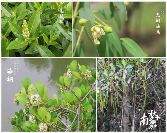 不同的红树林品种在交椅湾河涌边随处可见