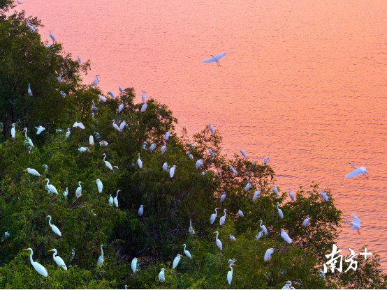 鸟儿们栖息在繁茂的红树林间