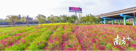 广深沿江高速滨海湾出入口格桑花成片开放