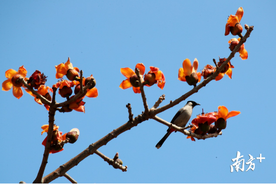 白喉红臀鹎站在怒放的木棉树上