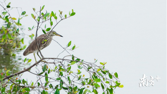 池鹭站在新抽芽的红树林上