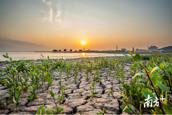 海边新种植的红树林勃发生机
