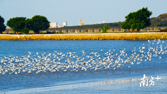 交椅湾千鸟翔集