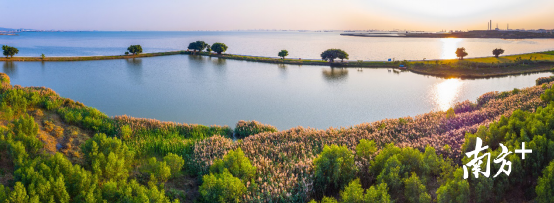 新区交椅湾湿地植物繁茂