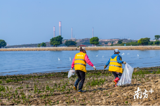 园艺工人守护海边红树林成长