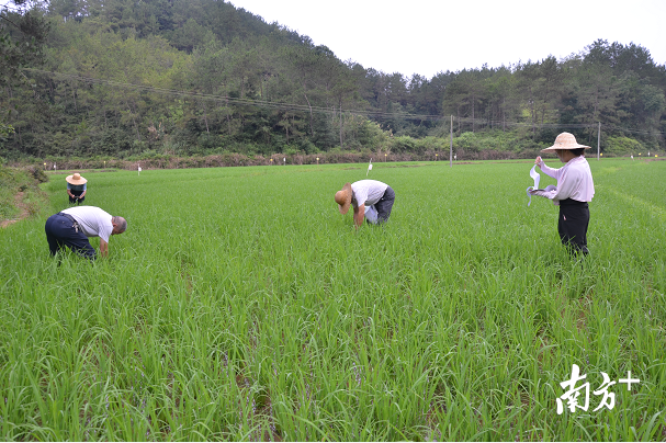 南雄市利用二化螟性诱剂诱捕器诱杀二化螟雄蛾。
