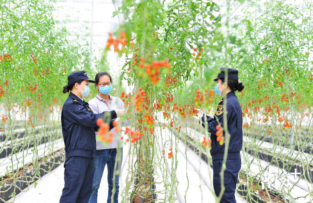 清远海关关员深入辖区蔬菜出口清远水利枢纽设施农业基地，对水果番茄进行抽样检测。 