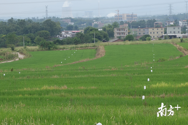 农技人员进行水稻病虫害调查。