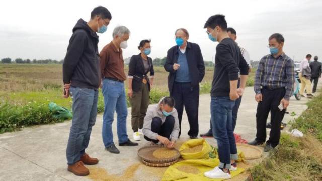 罗锡文院士正在指导水稻精量穴直播工作。