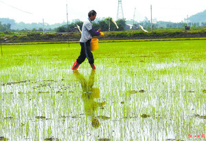 村民在为秧苗施第一次肥。刘再扬 摄