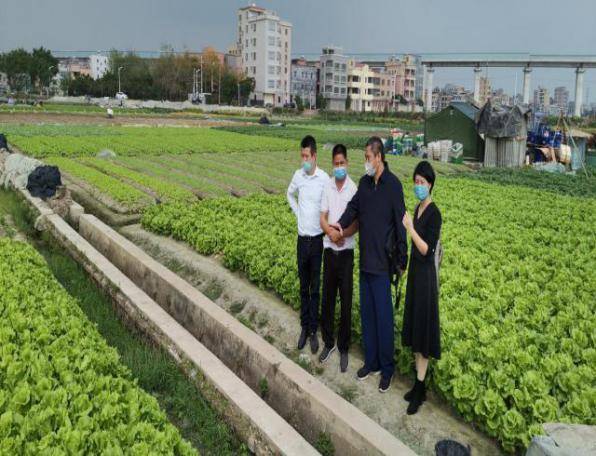 徐汉虹团队在白云区钟落潭镇生产基地调研草地贪夜蛾入侵蔬菜风险