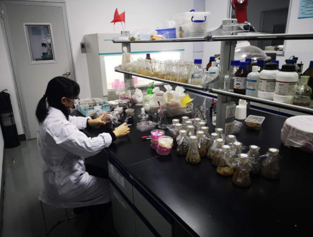 徐汉虹团队成员在实验室分离筛选草地贪夜蛾活性土壤源虫生真菌