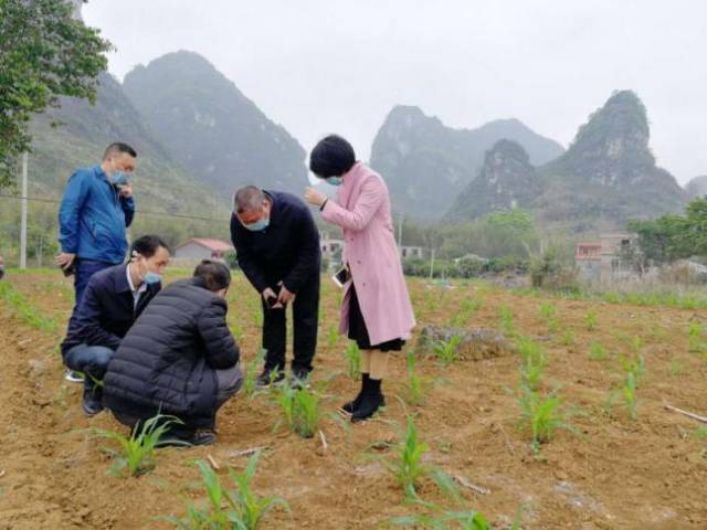 肇庆市怀集县桥头镇丰大村的一处玉米地里，徐汉虹团队调查草地贪夜蛾情况