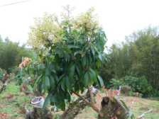 荔枝树老化密闭难挂果？改造嫁接势在必行！