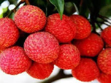 给“荔”2020！广东部署今年“12221”荔枝市场营销行动