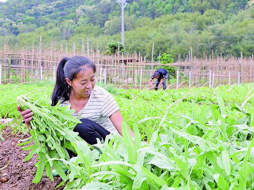 封开县干部变"推销员",5天卖菜6000公斤