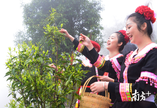 古树茶成为带动瑶族群众增收的新路径。记者黄津 摄