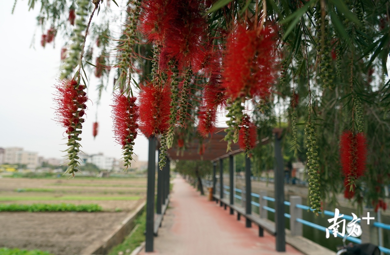 岗背社区春意盎然。 岗背社区春意盎然。