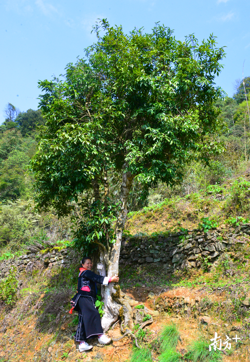 涡水镇马头冲村的千年古树茶。记者黄津 摄