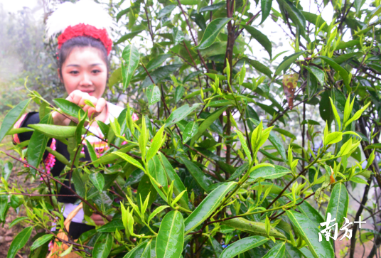 连南辖内有数千亩的野生古树茶。3月31日，在古树茶林采茶的瑶族群众。记者黄津 摄