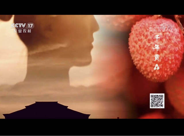 刚刚！千年贡品茂名荔枝登陆央视