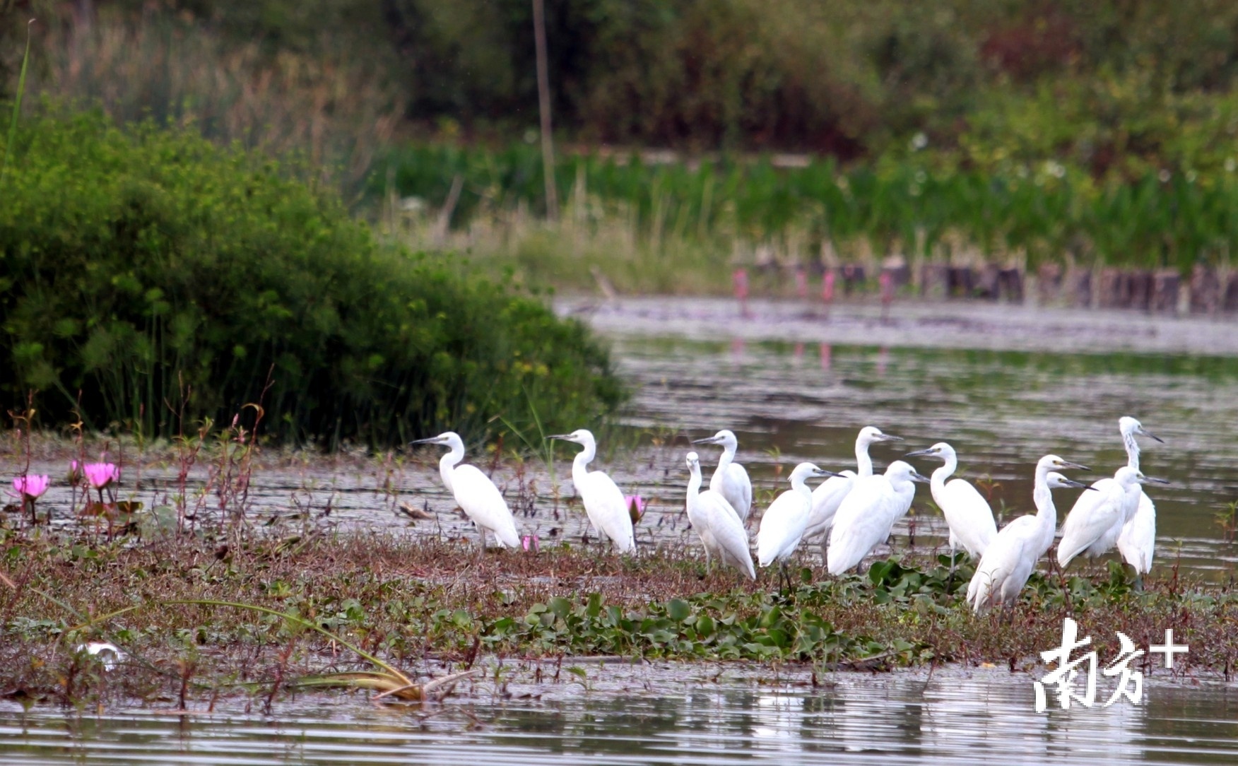 湿地引得白鹭栖息 湿地引得白鹭栖息