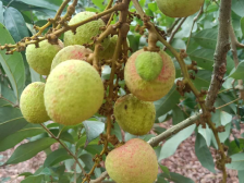 茂名荔枝，中大年！