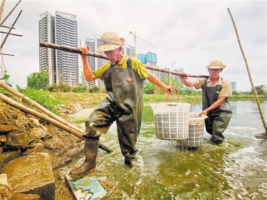 工人用桶装着泥鳅抬上岸。