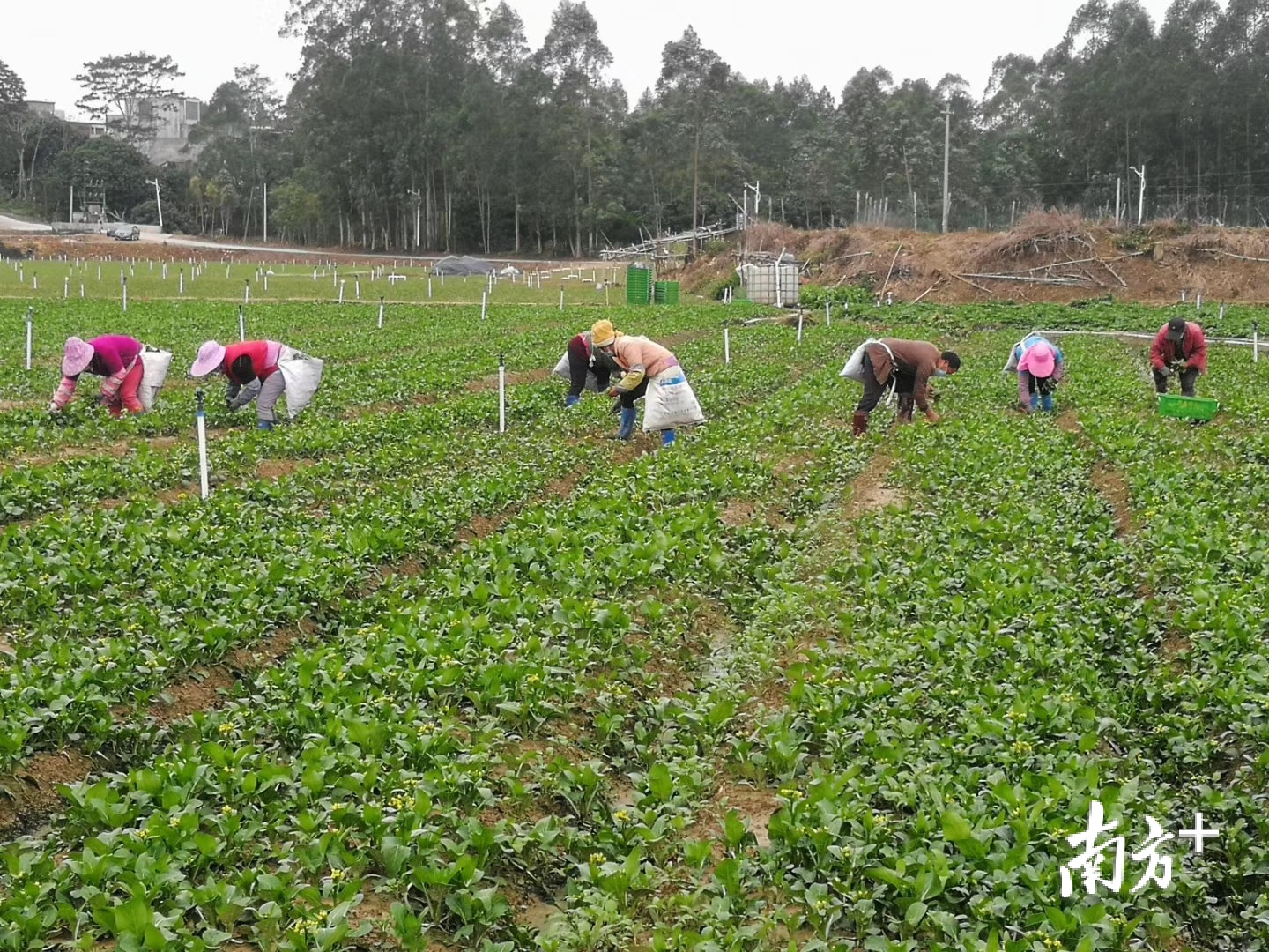 青山绿水间的农村迎来新的发展机遇。