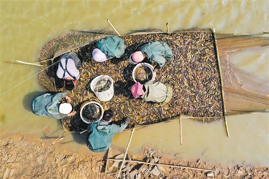 工人拉起渔网捕捞泥鳅。