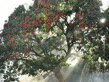 东莞荔枝端午左右上市，桂味或10元/斤