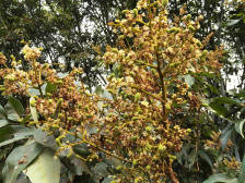 疫情下，荔枝龙眼或迎更大机会