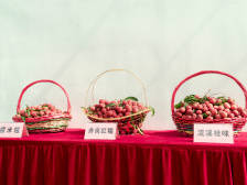 广东荔枝再登“国字头”排行榜