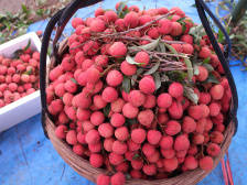 2020年“荔枝自由”可实现！他们在努力克服荔枝大小年