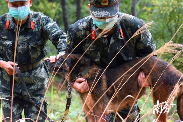 视频 向逝世功勋犬敬礼 警犬们清明节缅怀 战友 南方plus 南方