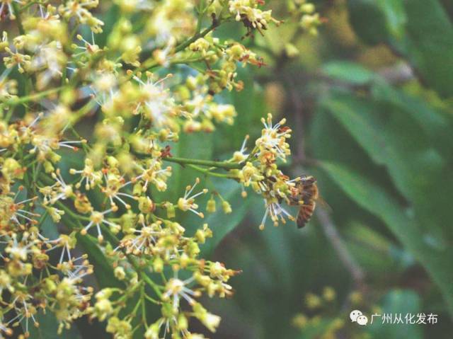 从化30万亩荔枝花正艳！5000棵树美“荔”定制！