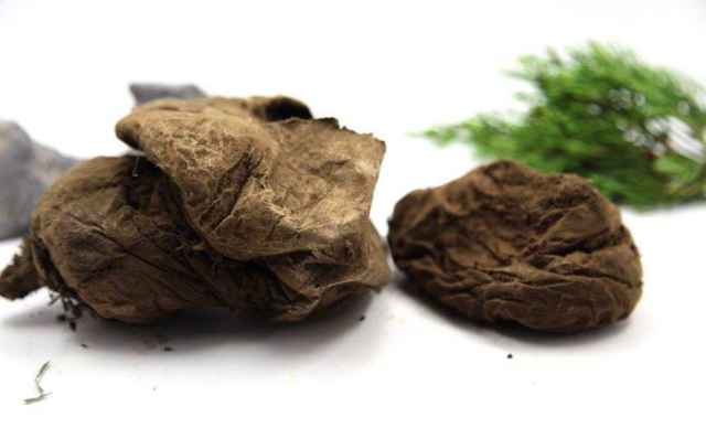 胡博士说中药｜中药“马勃”竟是人名？原来其背后有这样的故事……