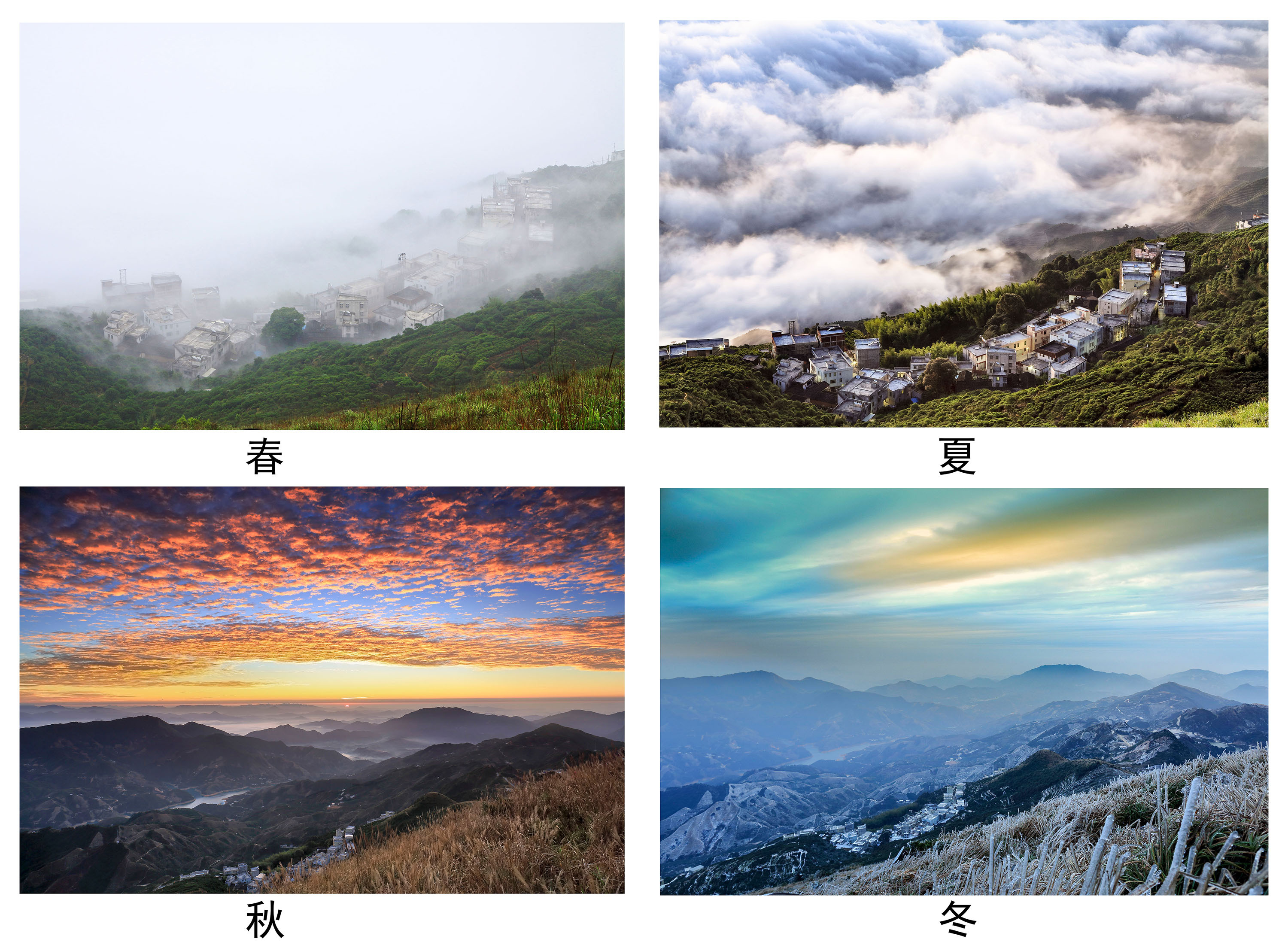 凤凰四季。陈锡荣 摄