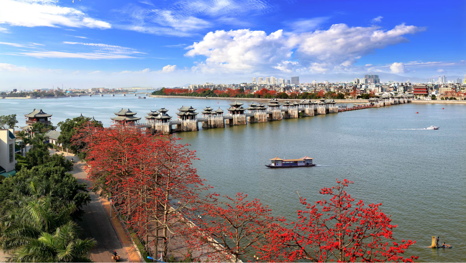 韩江两岸木棉花开。陈楚霖 摄