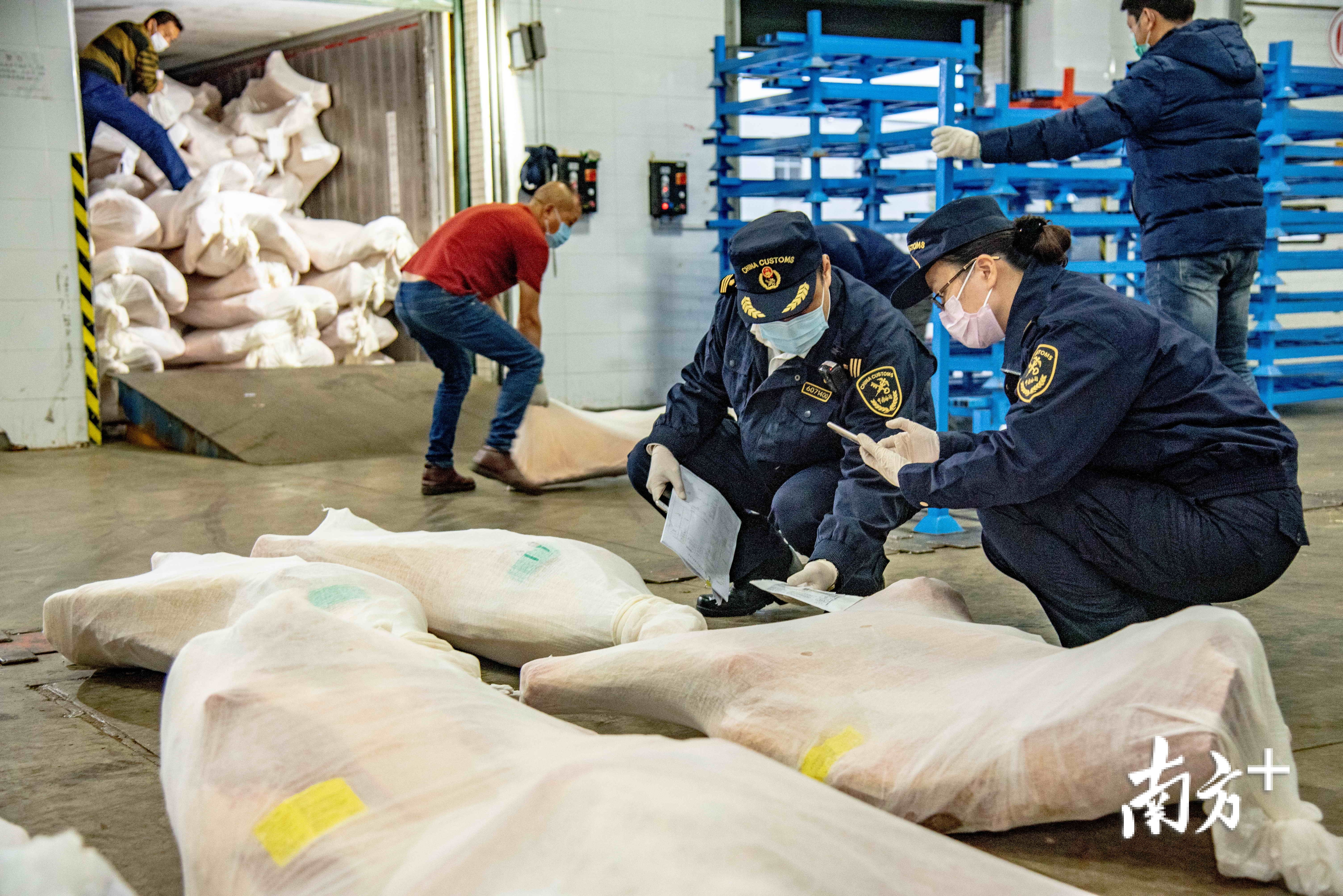 汕头海关关员对进口冻带骨牛肉进行下厂监卸。袁国宏 摄