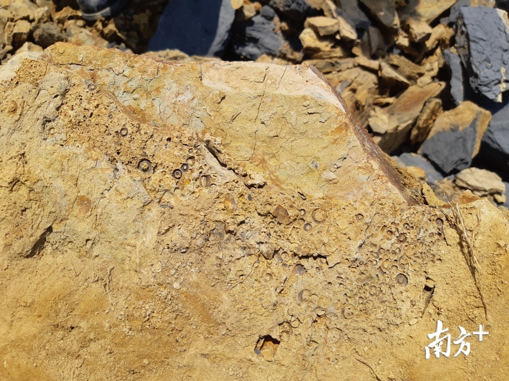 图为海百合茎横截面化石。