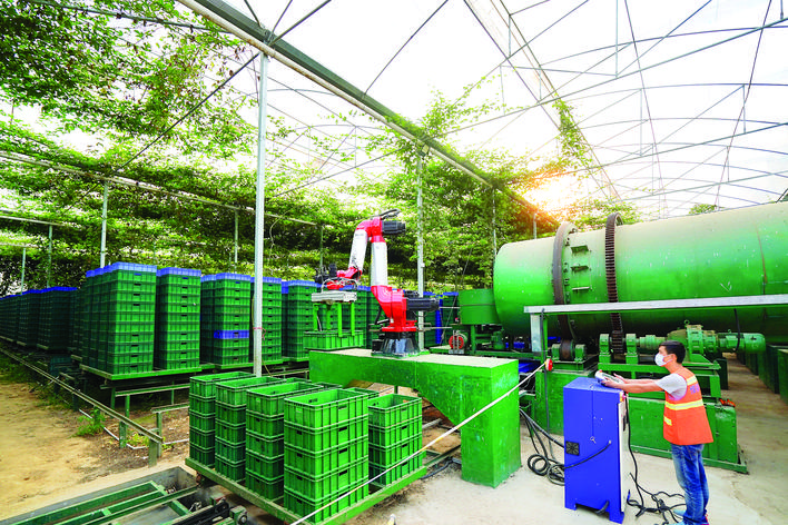 在惠州惜福复合农业科研基地,工作人员操作机器运送厨余垃圾。 记者汤渝杭 摄 在惠州惜福复合农业科研基地,工作人员操作机器运送厨余垃圾。 记者汤渝杭 摄
