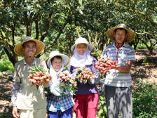 乘势而为，茂名荔枝电商的前世今生