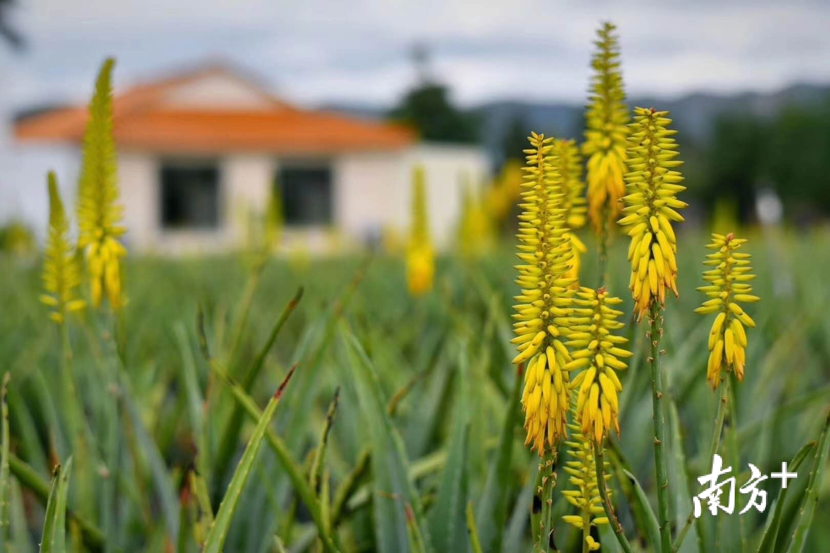 乡村振兴台山芦荟庄园入选省级乡村旅游示范点