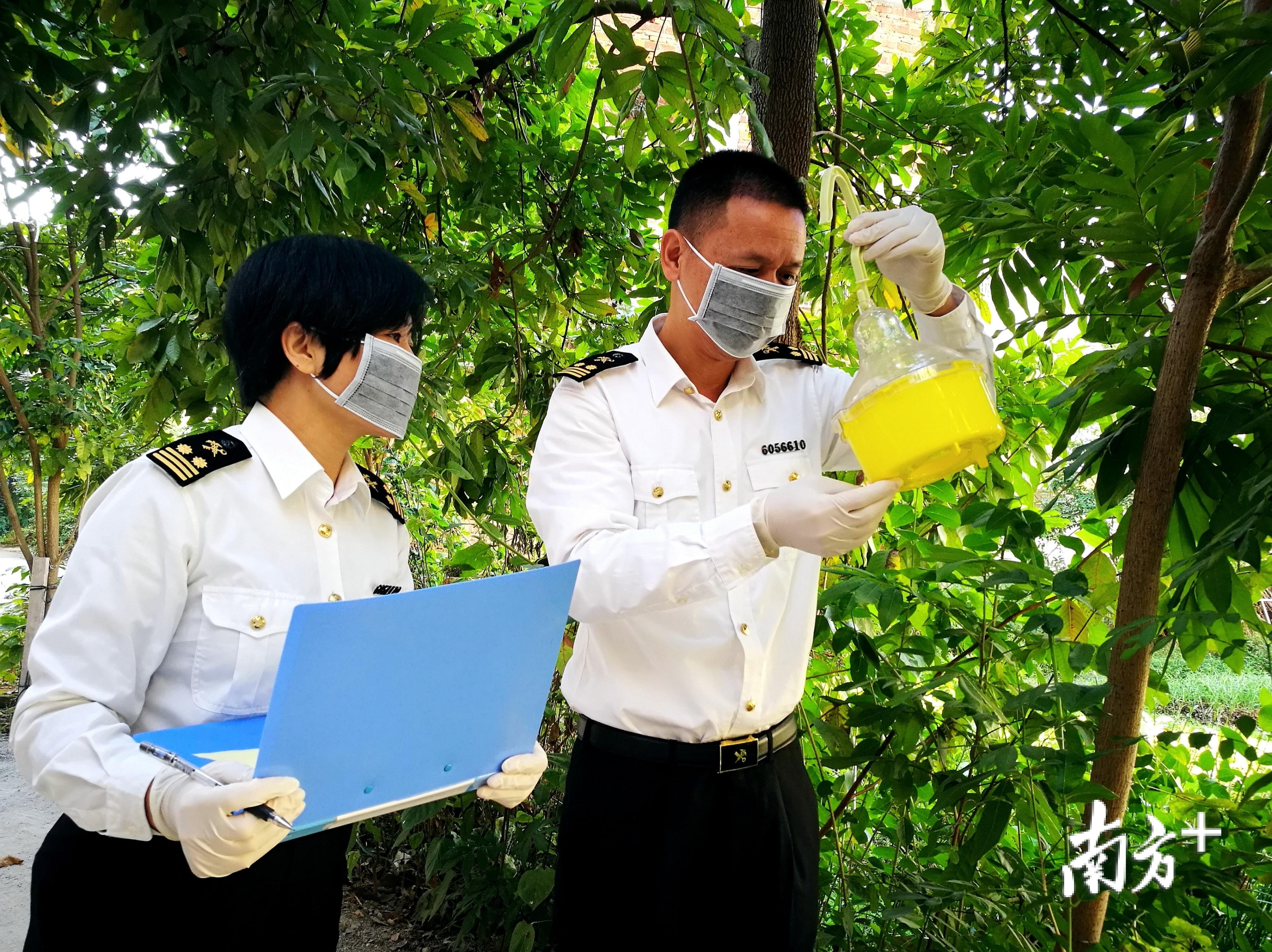 梅州海关关员在辖区重点区域开展检疫性实蝇监测。汕头海关供图