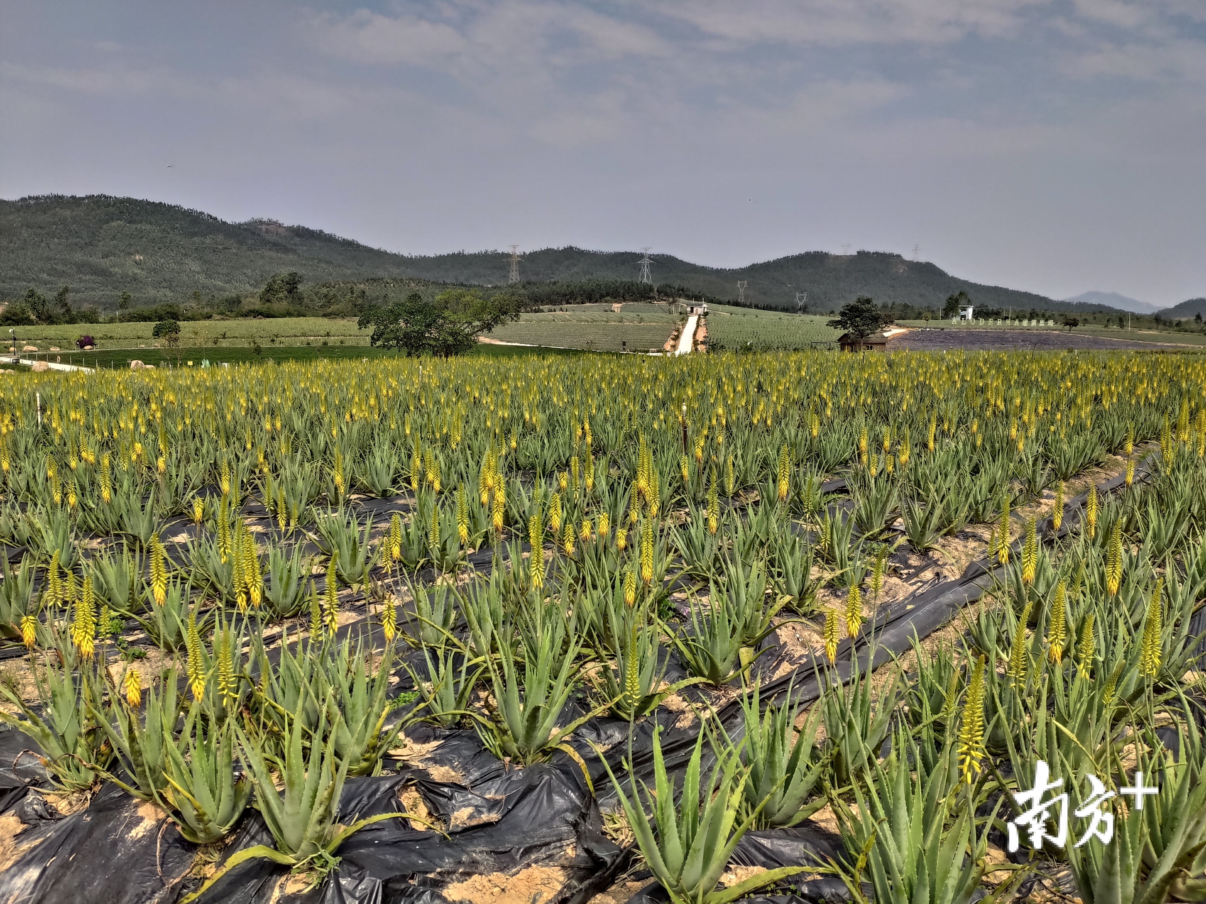 园规划建立起标准化的种植基地,高水平的研发中心,并利用芦荟的食用