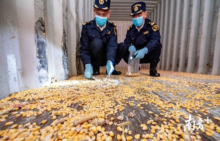汕头港海关关员从进境空集装箱中查获残留转基因玉米。汕头海关供图